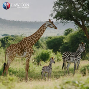 The Safari Series - Silver Sponsor