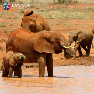 The Elephant Platinum Sponsor