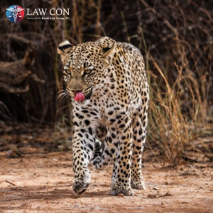 The Leopard - Gold Sponsor